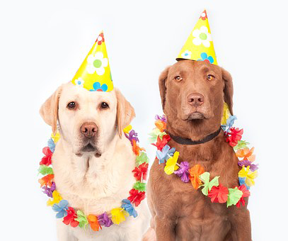 dogs-atBdayParty
